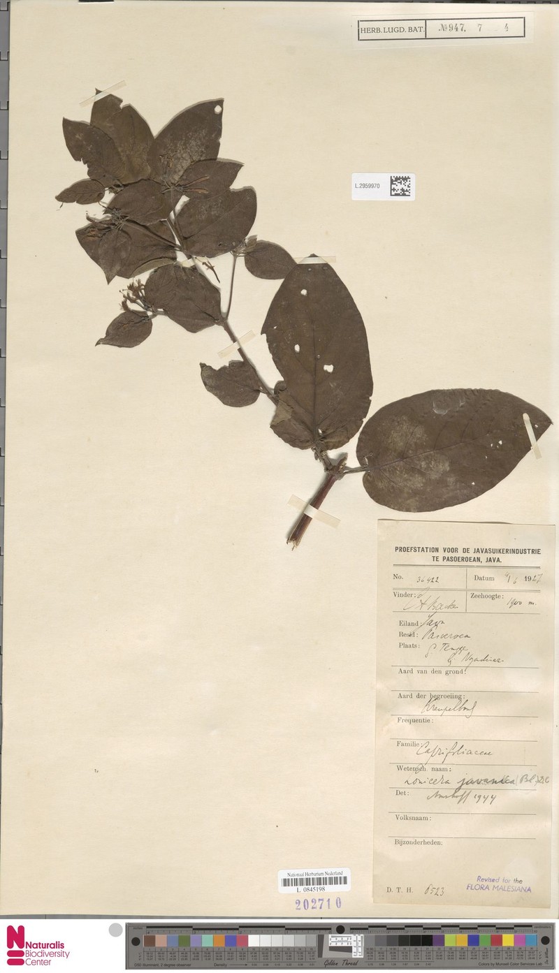 Lonicera javanica photo 8
