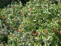 Lonicera kabylica