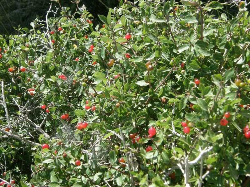 Lonicera kabylica