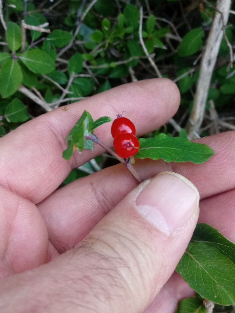 Lonicera kabylica photo 2