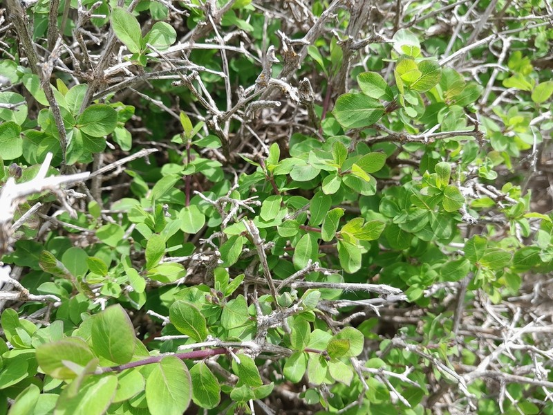 Lonicera kabylica photo 3
