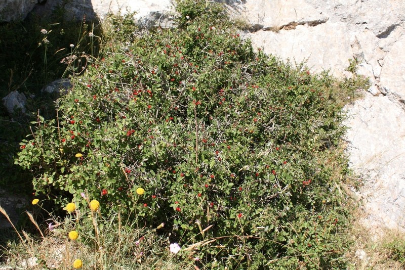 Lonicera kabylica photo 4