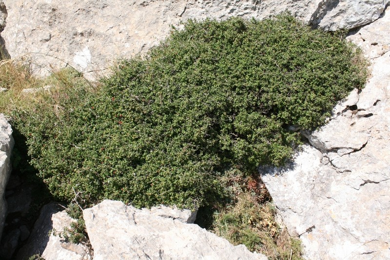 Lonicera kabylica photo 5