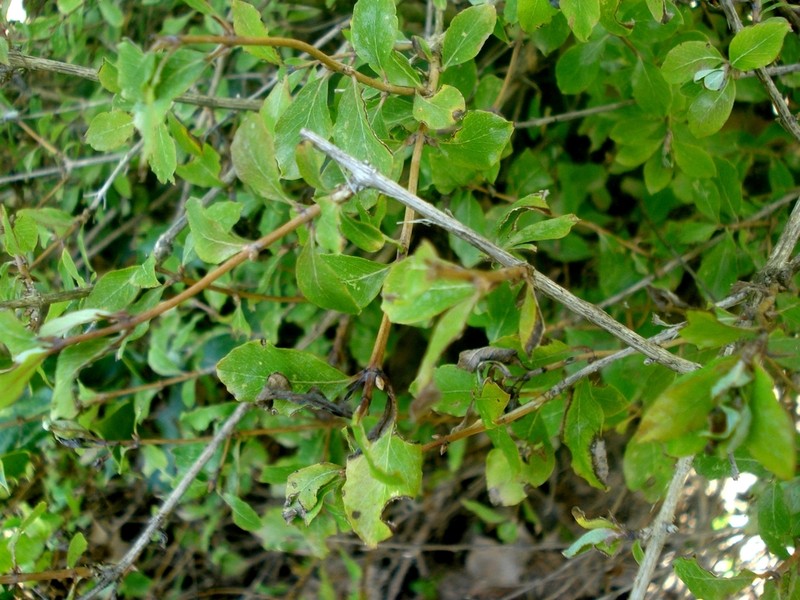 Lonicera kabylica photo 6