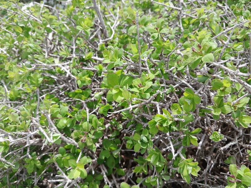Lonicera kabylica photo 7