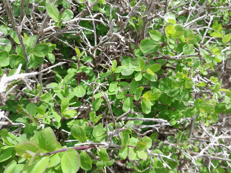 Lonicera kabylica photo 8
