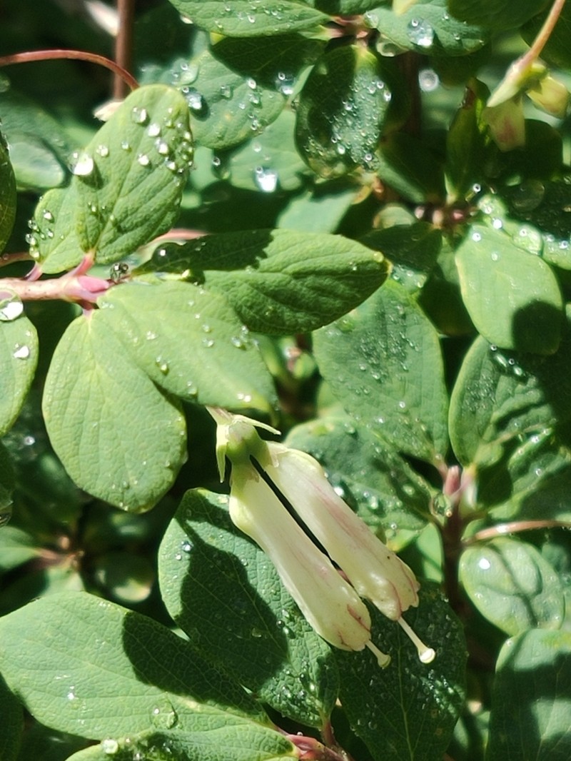 Lonicera kawakamii
