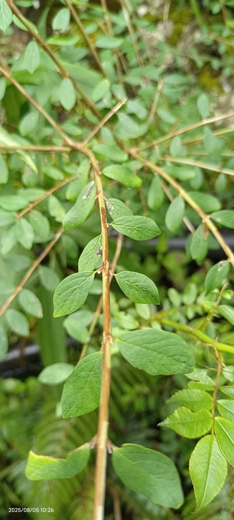 Lonicera kawakamii photo 2