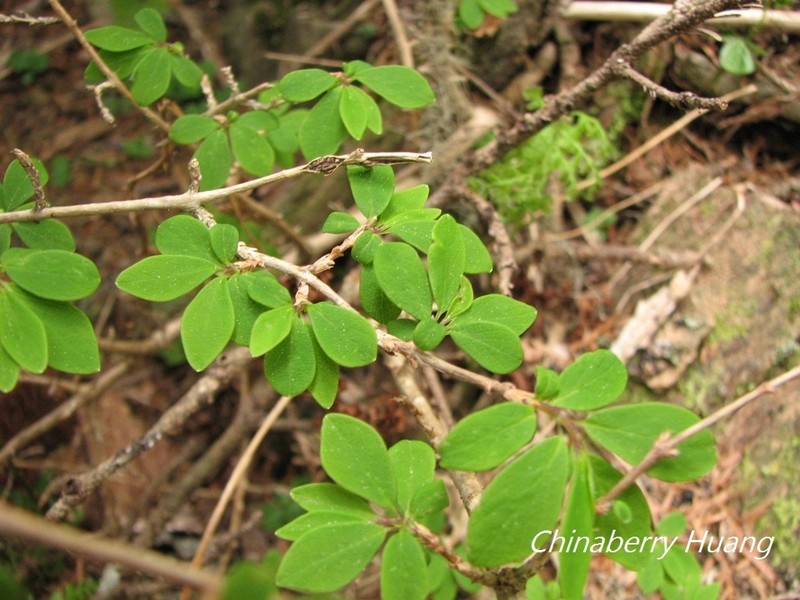 Lonicera kawakamii photo 3