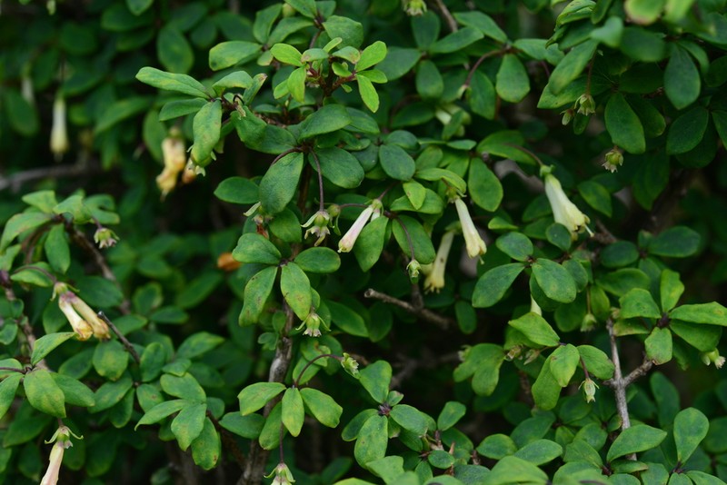 Lonicera kawakamii photo 5
