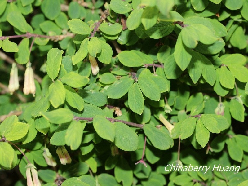 Lonicera kawakamii photo 6