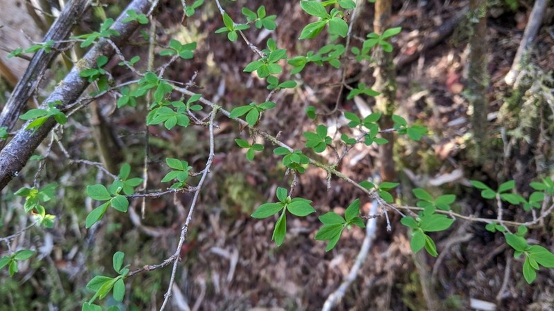 Lonicera kawakamii photo 8