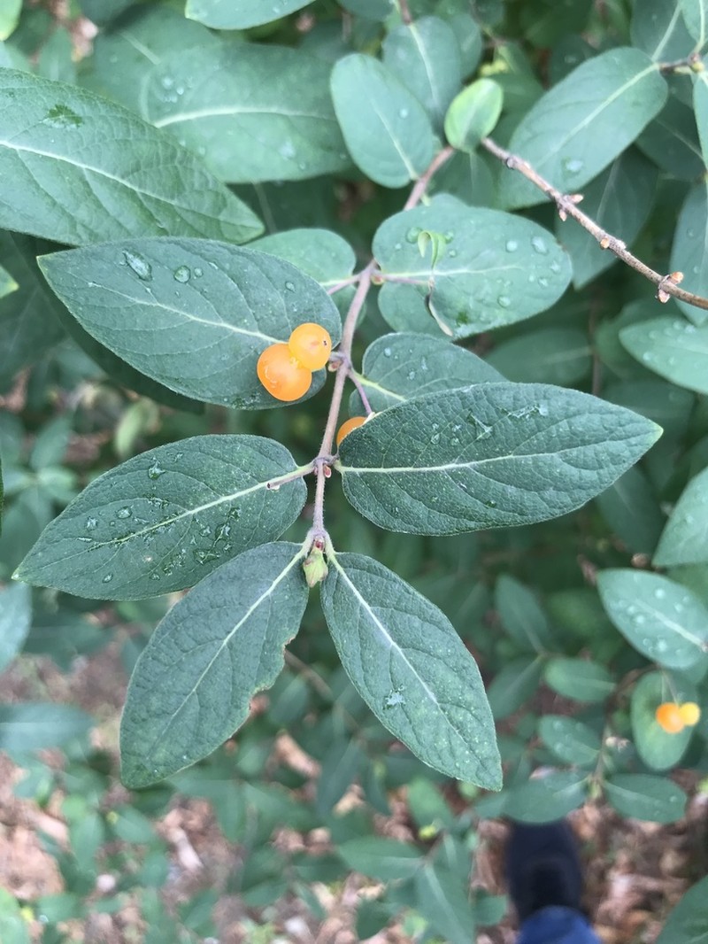 Blueleaf Honeysuckle