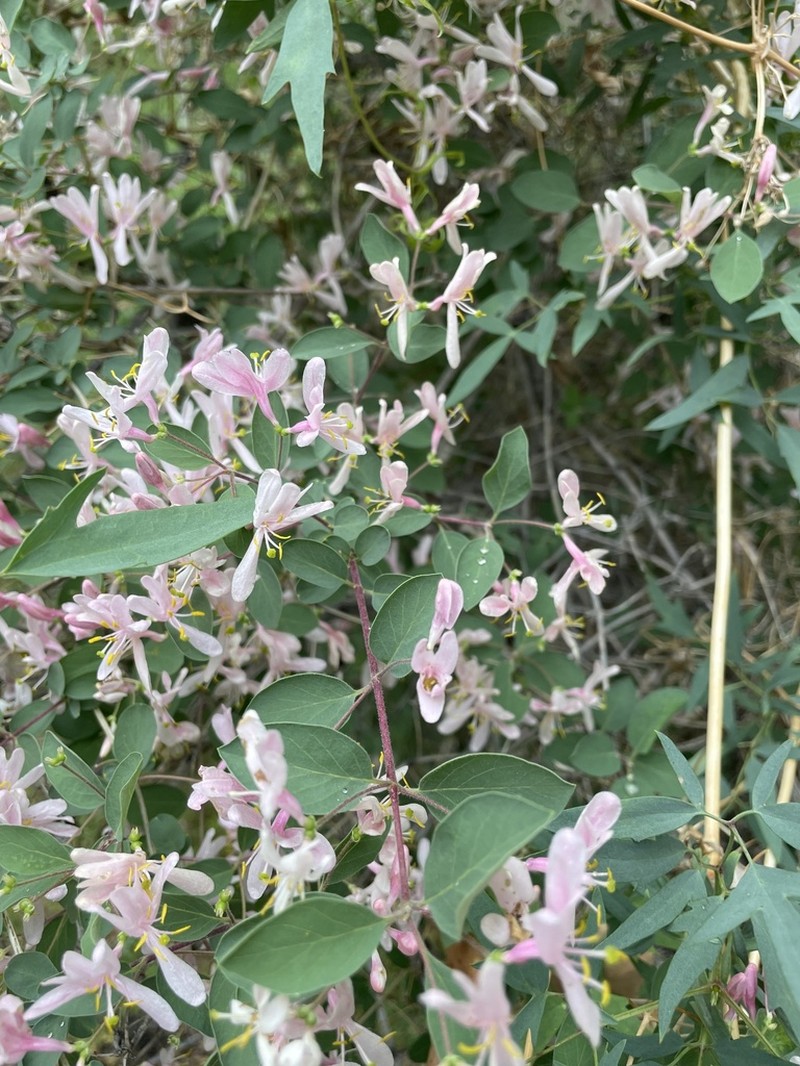 Blueleaf Honeysuckle photo 2