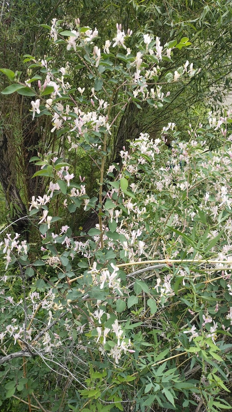 Blueleaf Honeysuckle photo 3