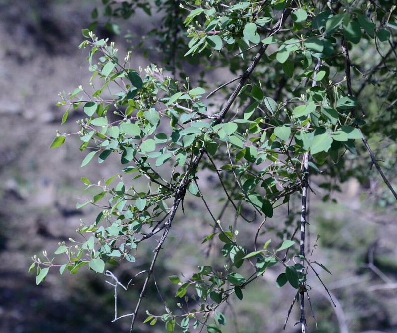 Blueleaf Honeysuckle photo 5