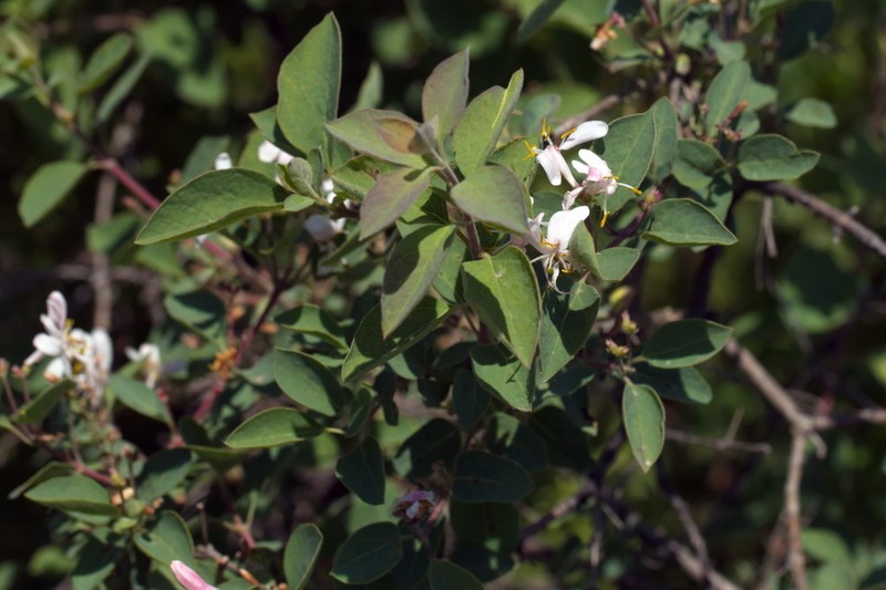 Blueleaf Honeysuckle photo 6