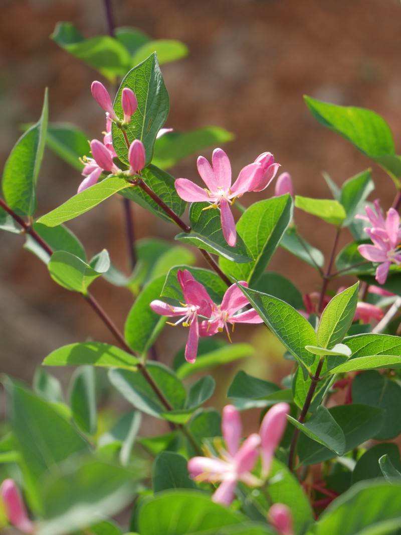 Blueleaf Honeysuckle photo 7
