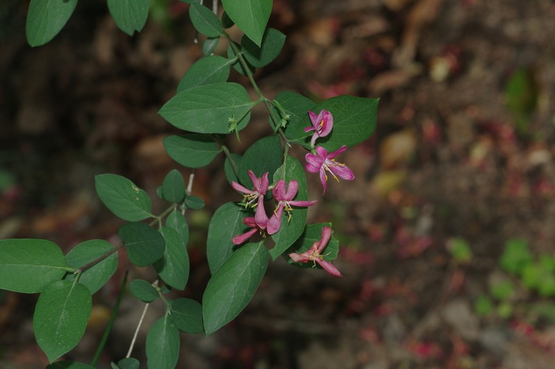Blueleaf Honeysuckle photo 8
