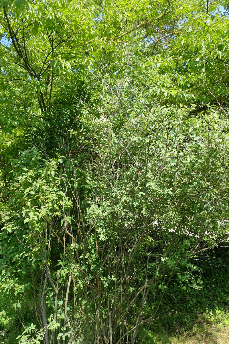 Blueleaf Honeysuckle photo 4