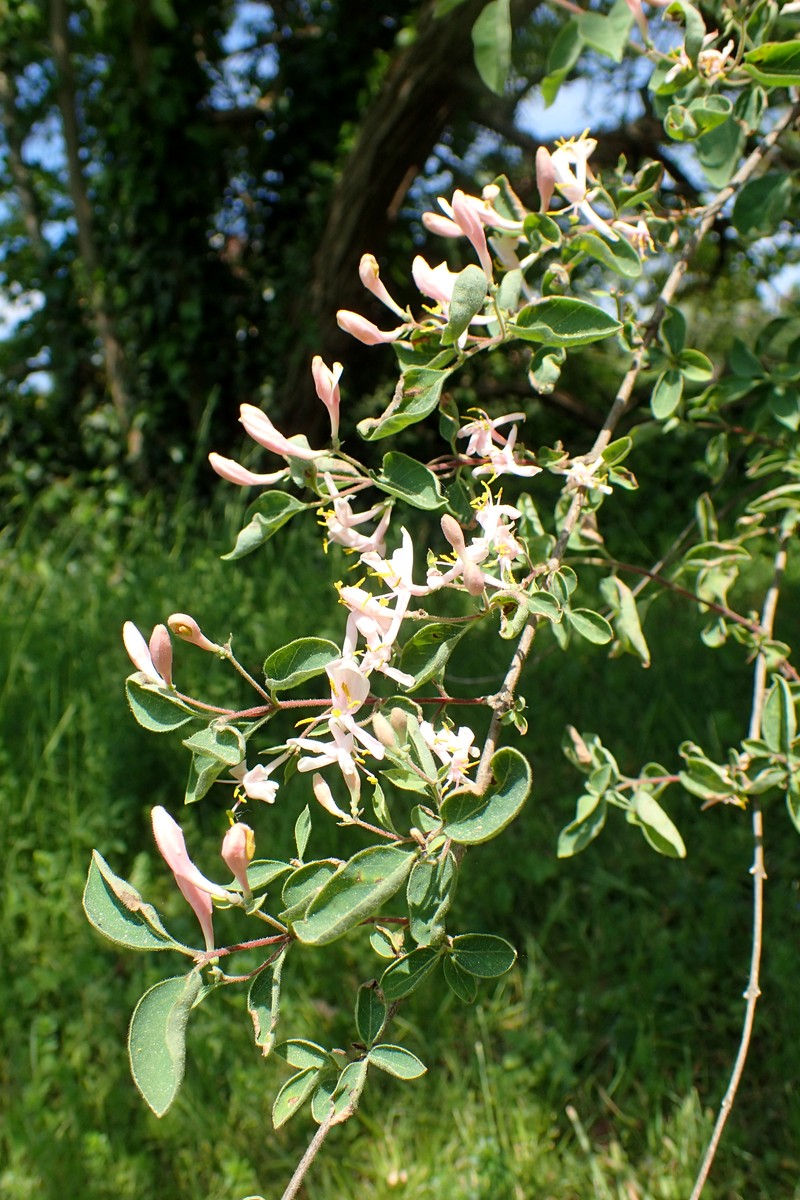 Blueleaf Honeysuckle photo 5