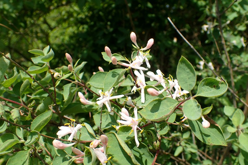 Blueleaf Honeysuckle