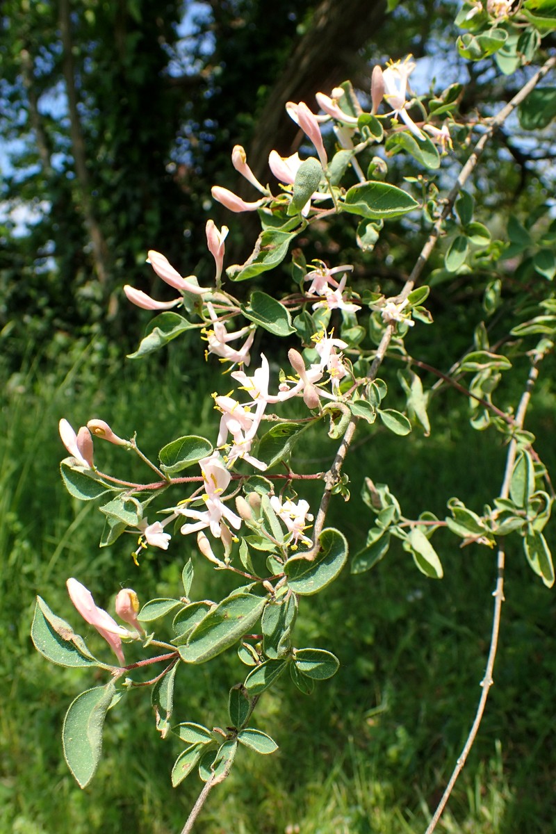 Blueleaf Honeysuckle photo 2