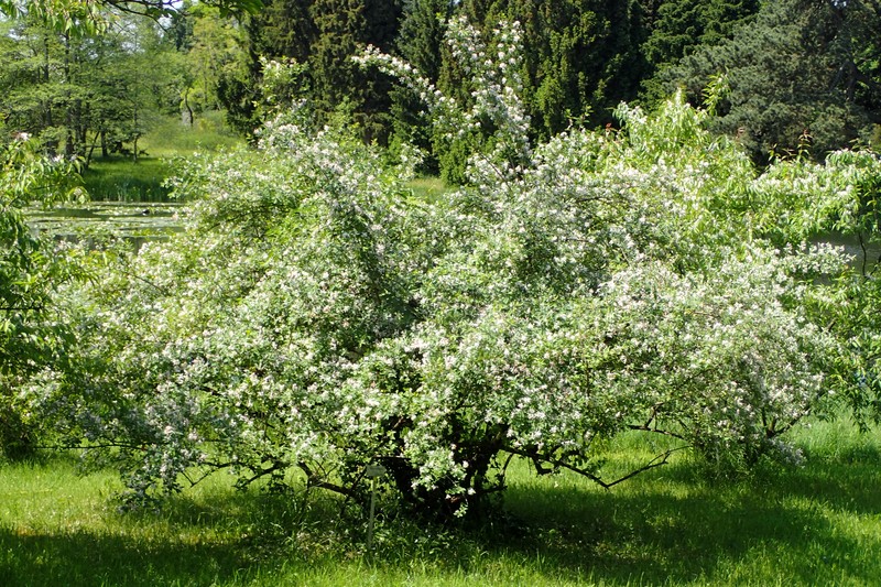 Blueleaf Honeysuckle photo 3