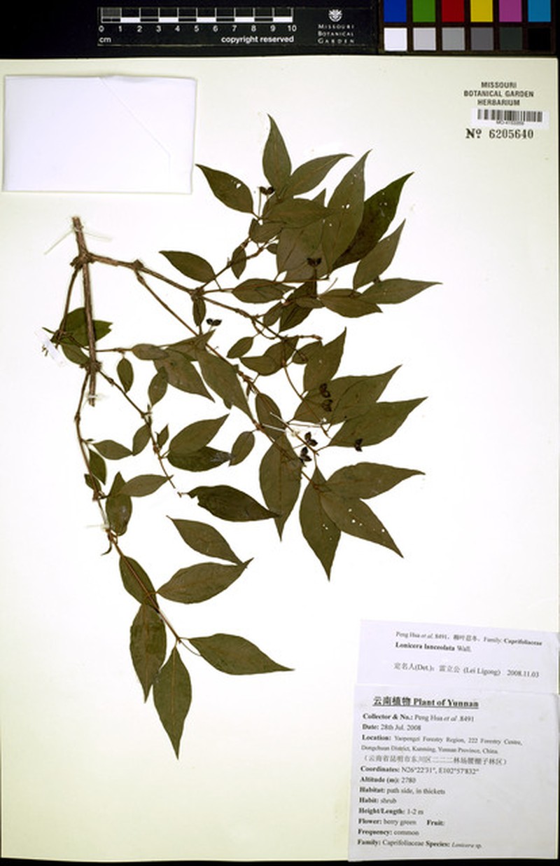 Lonicera lanceolata