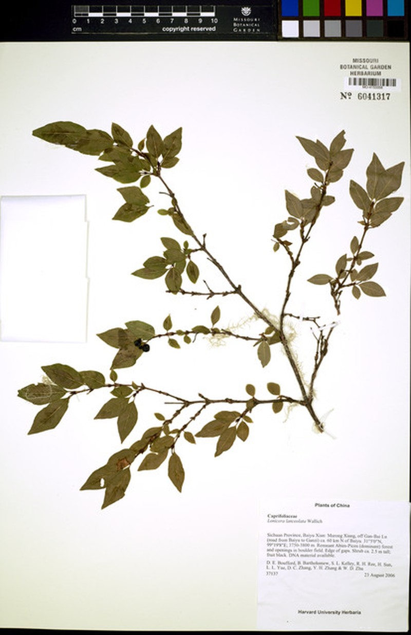 Lonicera lanceolata photo 2
