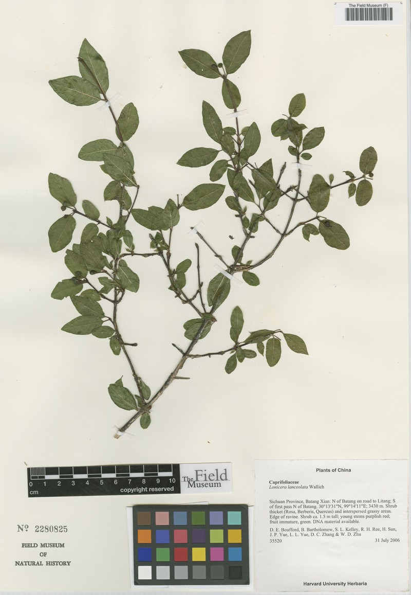 Lonicera lanceolata photo 3