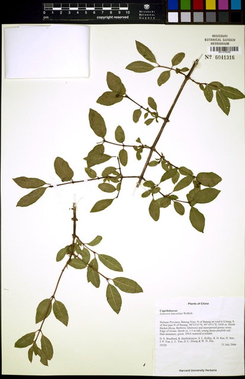 Lonicera lanceolata photo 4