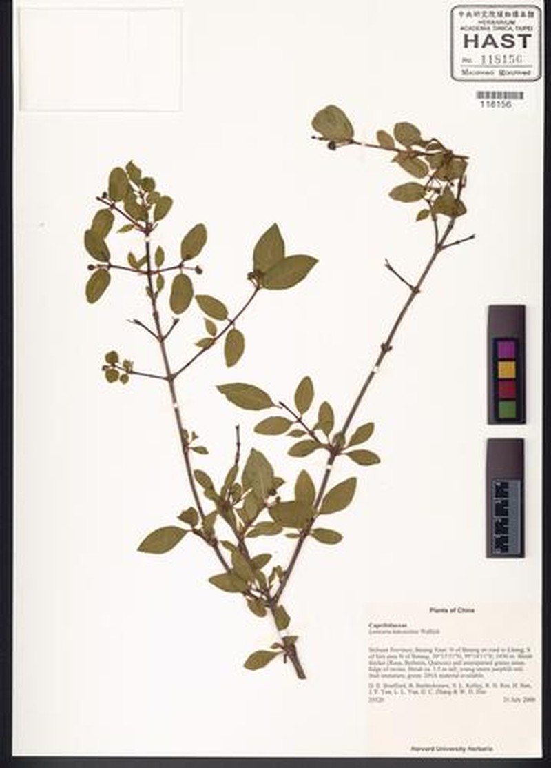 Lonicera lanceolata photo 5