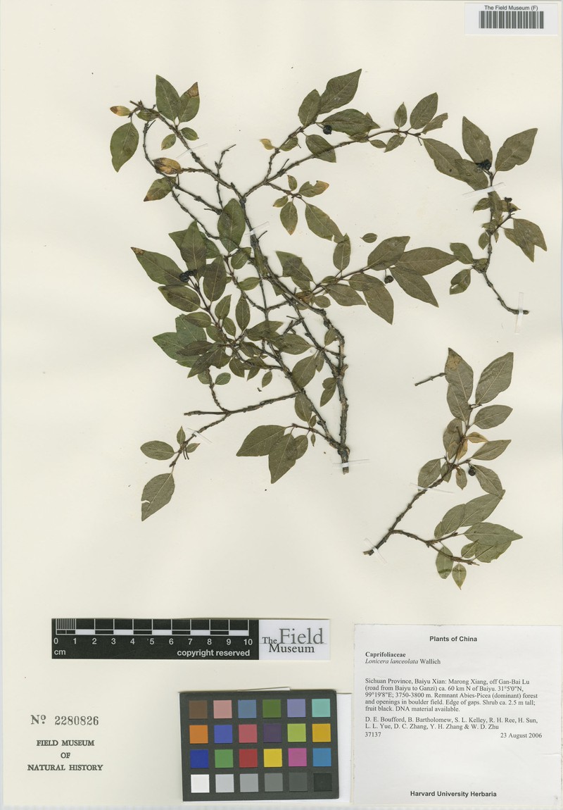 Lonicera lanceolata photo 6