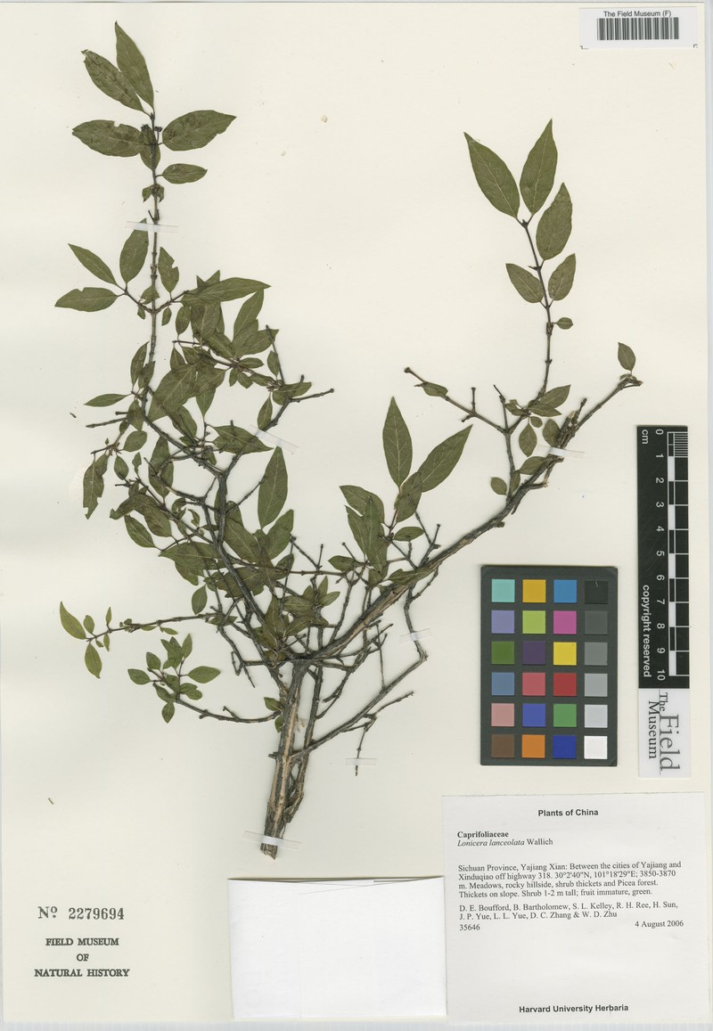 Lonicera lanceolata photo 7