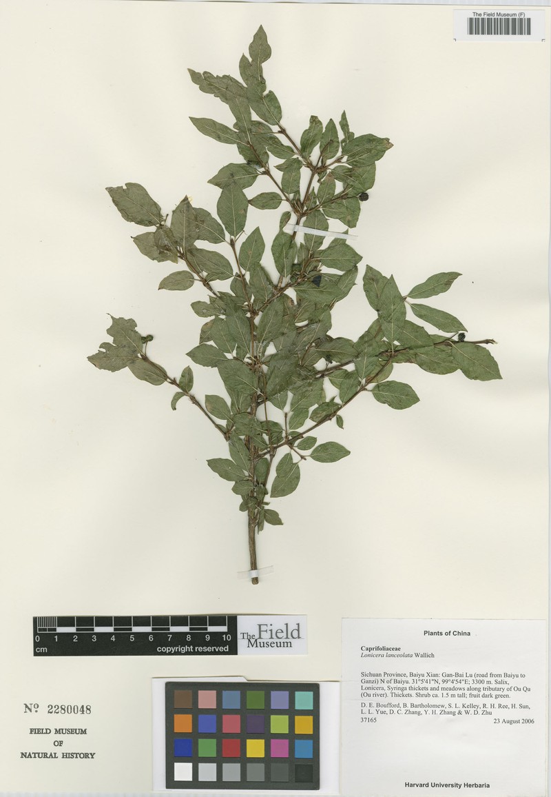 Lonicera lanceolata photo 8