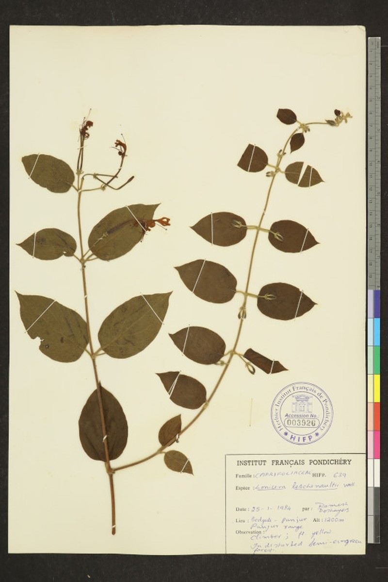 Lonicera leschenaultii