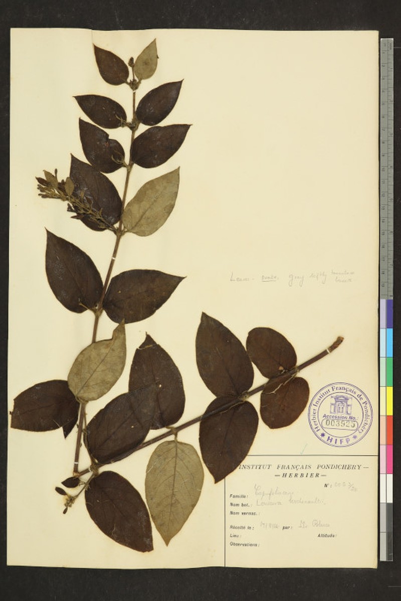 Lonicera leschenaultii photo 2