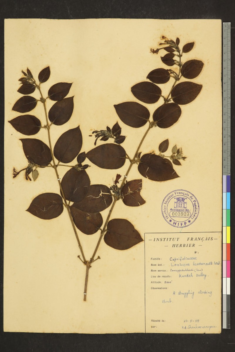 Lonicera leschenaultii photo 3