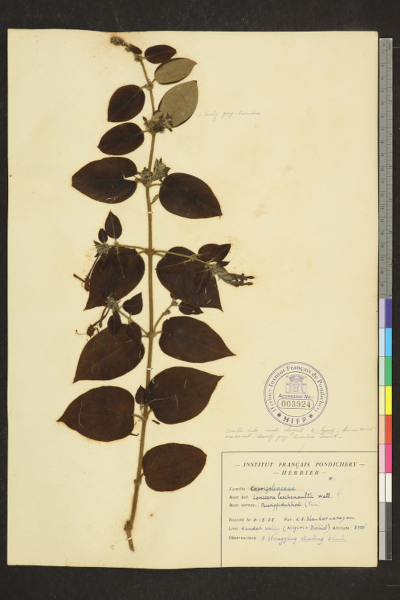 Lonicera leschenaultii photo 4