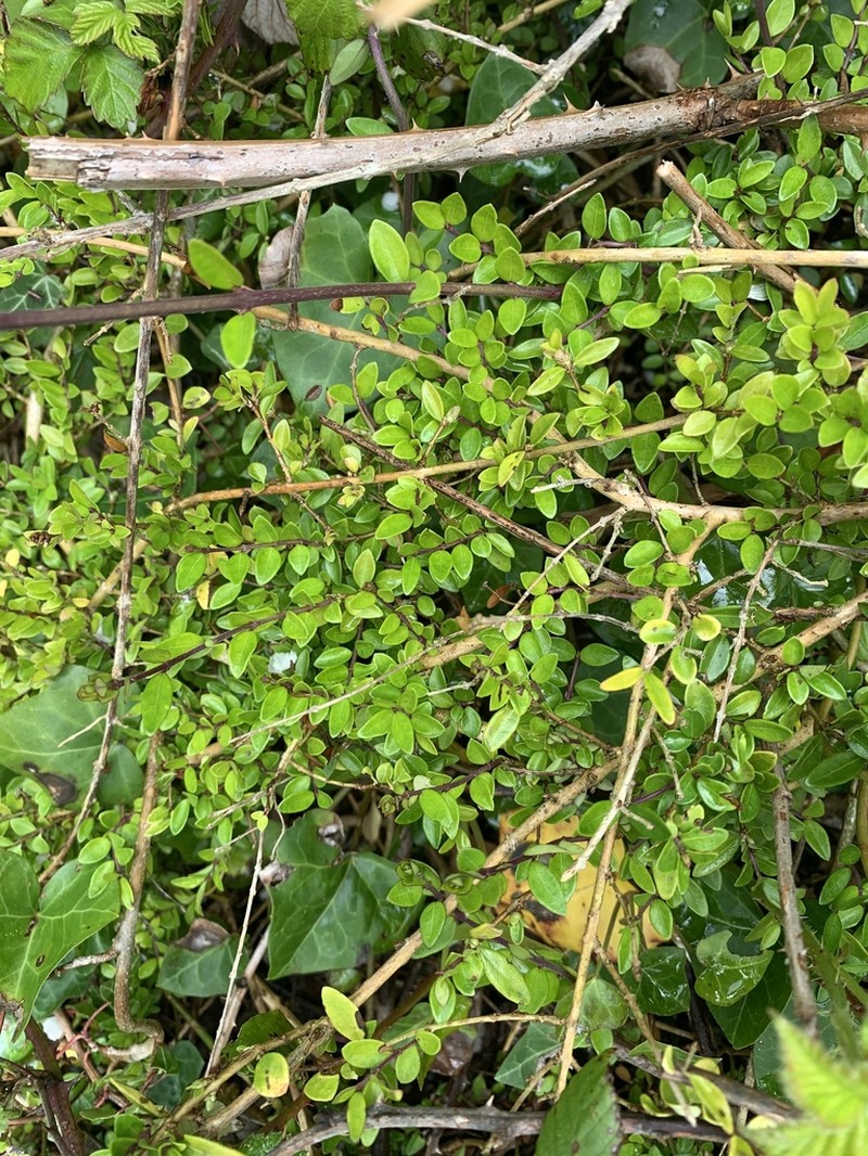Lonicera ligustrina photo 2