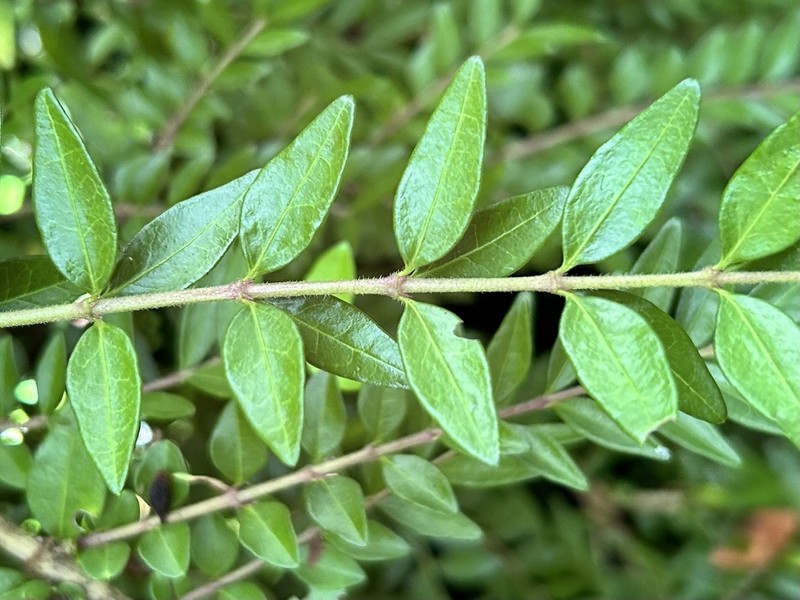 Lonicera ligustrina photo 3