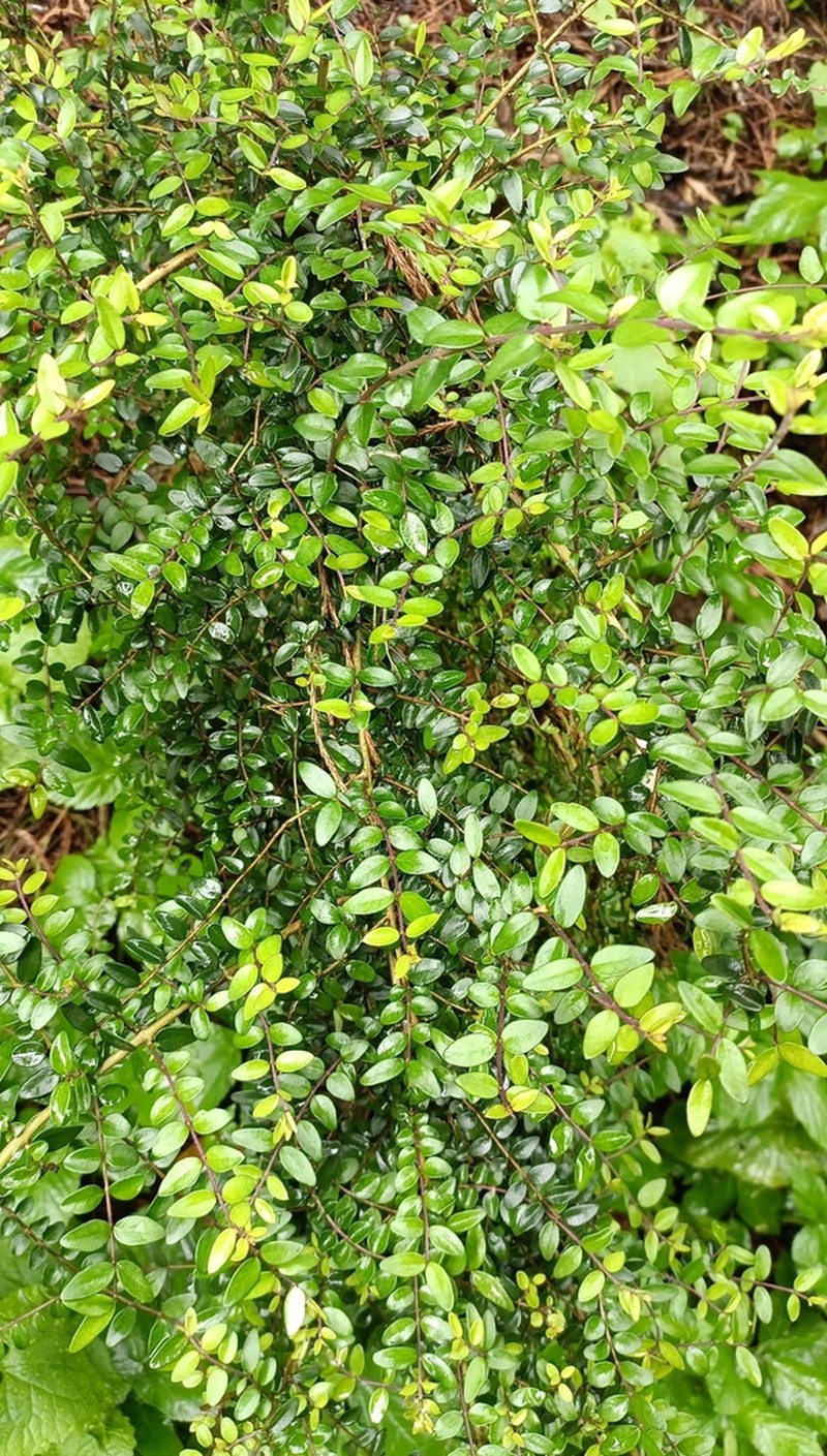 Lonicera ligustrina photo 4