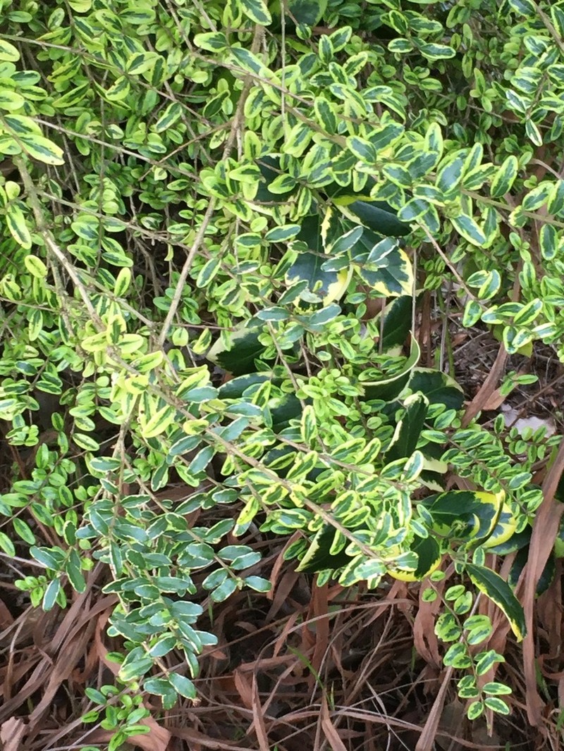 Lonicera ligustrina photo 5