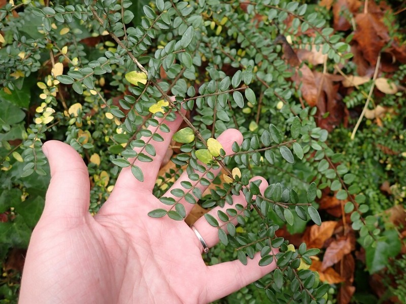 Lonicera ligustrina photo 6