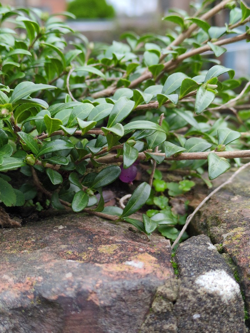 Privet Honeysuckle