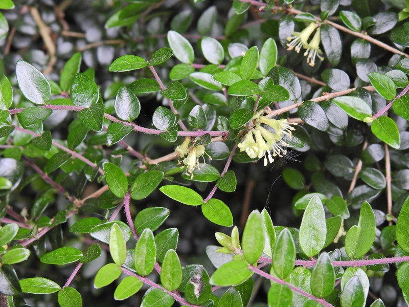 Privet Honeysuckle photo 3