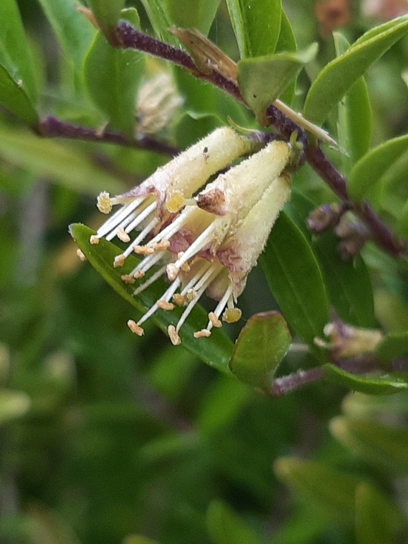 Privet Honeysuckle photo 8
