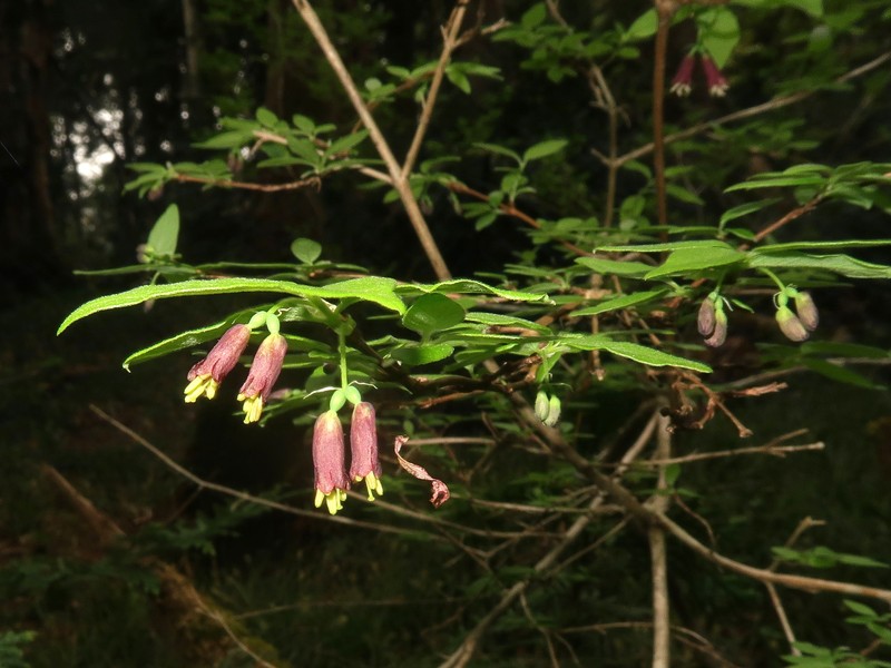 Lonicera linderifolia
