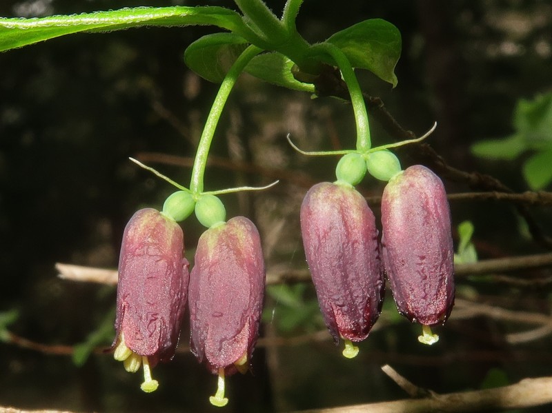 Lonicera linderifolia photo 2